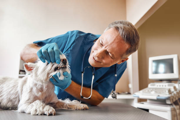Best Emergency Dental Care for Broken or Chipped Teeth in Roebling, NJ